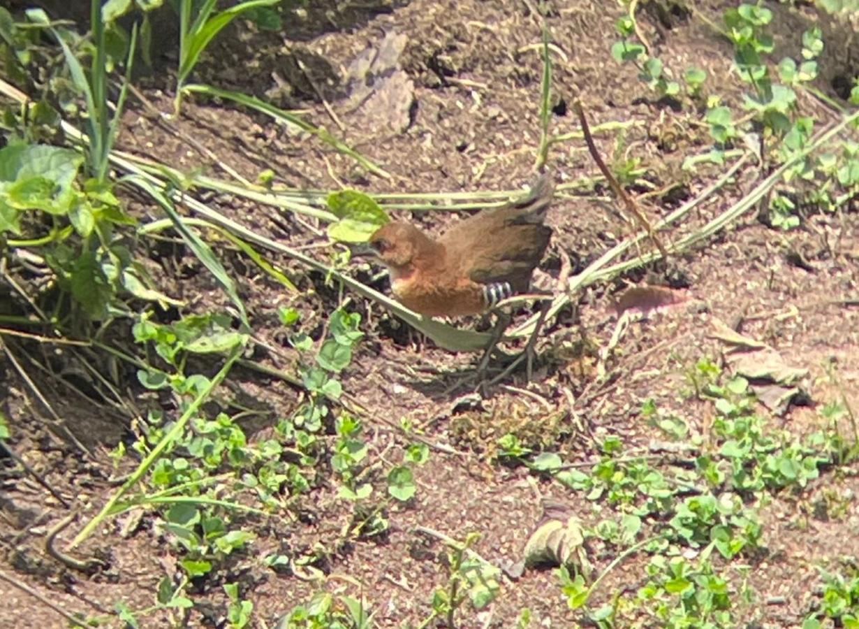 מינדו Sendero De Las Aves מראה חיצוני תמונה