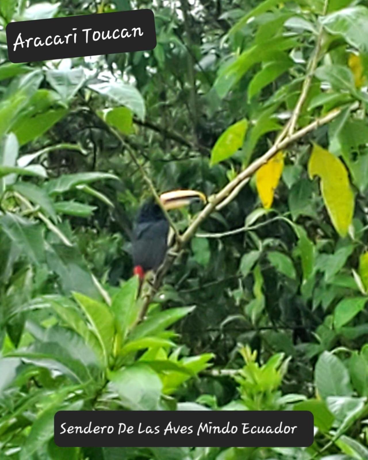 מינדו Sendero De Las Aves מראה חיצוני תמונה