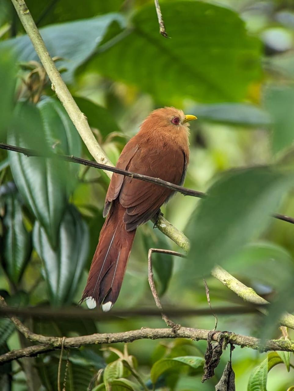 מינדו Sendero De Las Aves מראה חיצוני תמונה